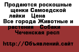 Продаются роскошные щенки Самоедской лайки › Цена ­ 40 000 - Все города Животные и растения » Собаки   . Чеченская респ.
